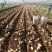 山东土豆泰安肥城四膜棚土豆新土豆大量供货