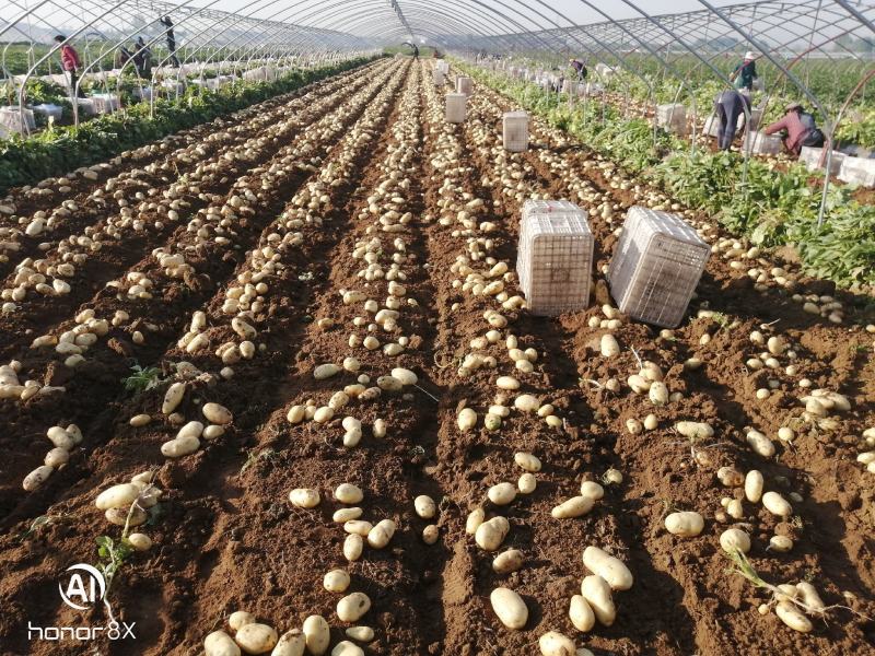 山东土豆泰安肥城四膜棚土豆新土豆大量供货