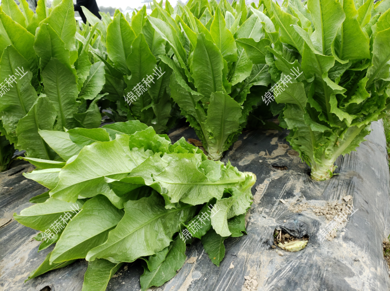 金香剑油麦/绵蔬种业/油麦菜种子/叶菜/大株香油麦/种子