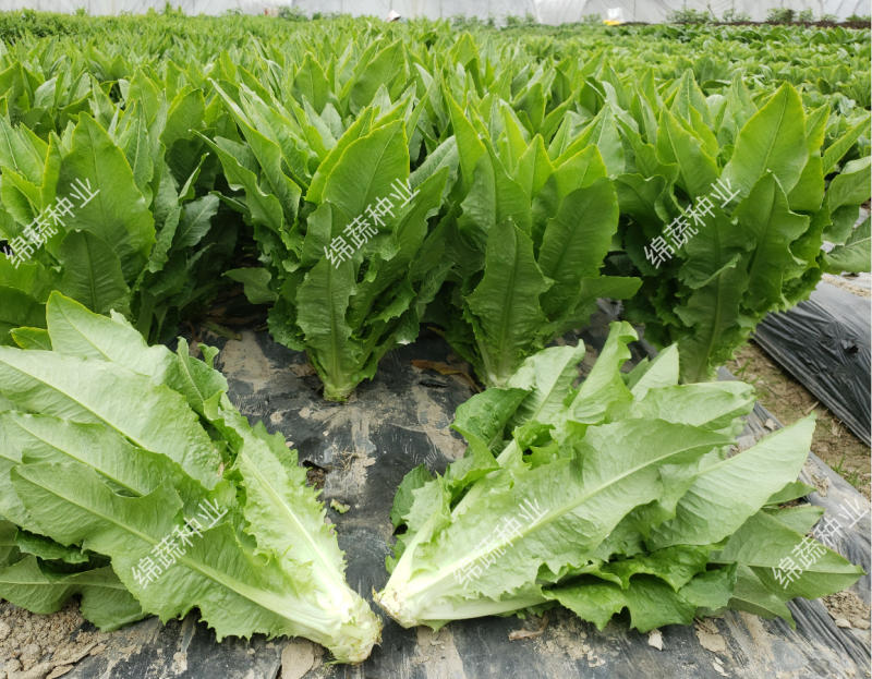 金香剑油麦/绵蔬种业/油麦菜种子/叶菜/大株香油麦/种子