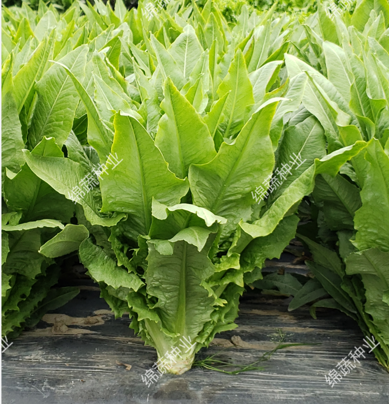 金香剑油麦/绵蔬种业/油麦菜种子/叶菜/大株香油麦/种子