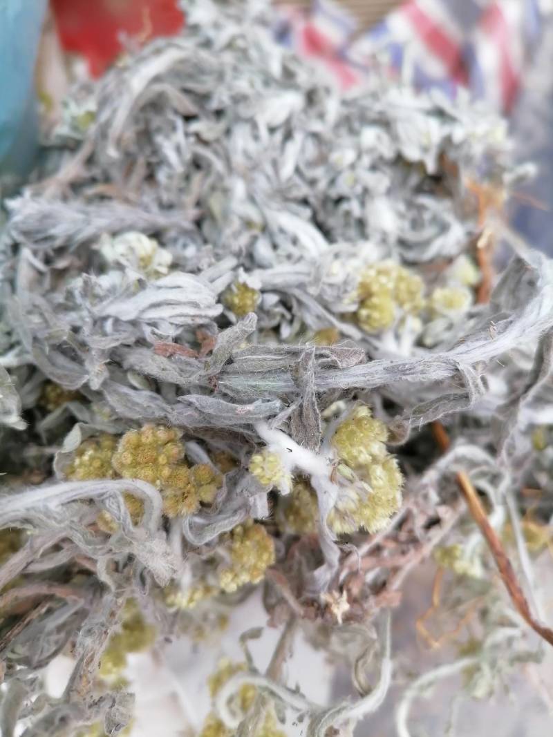 鼠曲草新货野生：零售批发：一手货源：产地直发支持现场看货