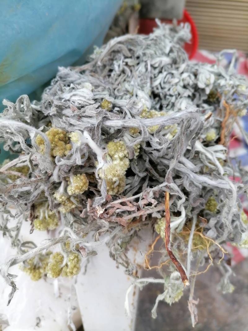 鼠曲草新货野生：零售批发：一手货源：产地直发支持现场看货