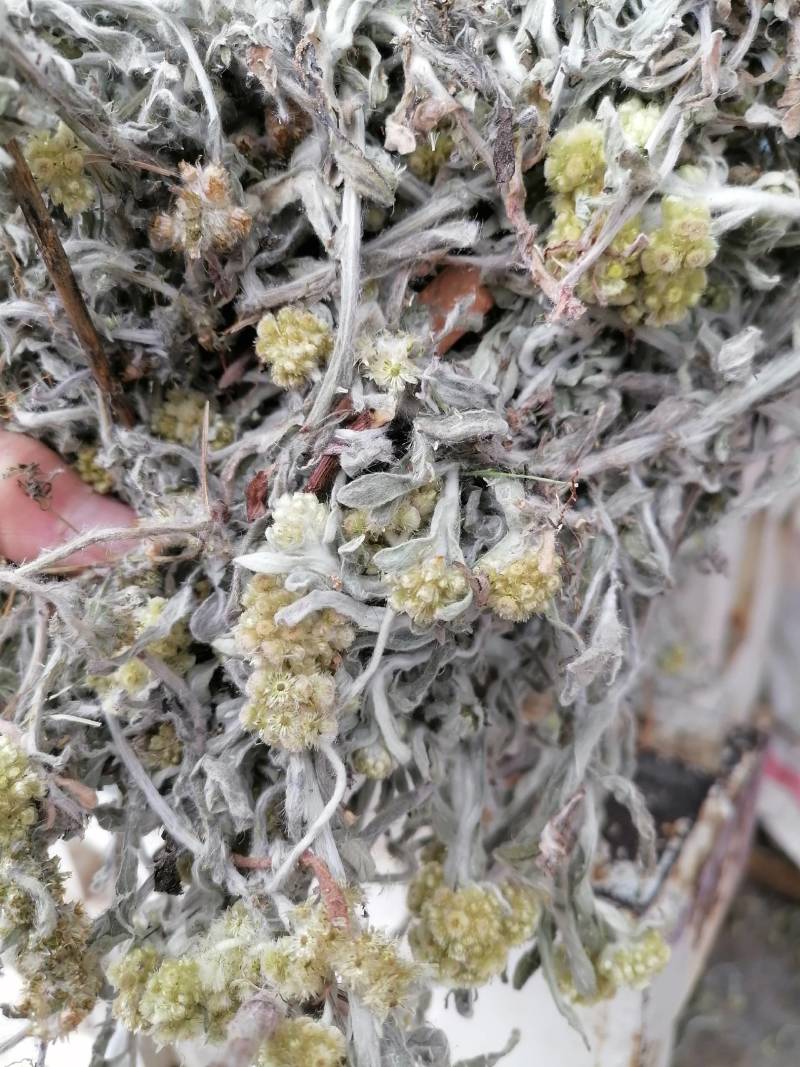 鼠曲草新货野生：零售批发：一手货源：产地直发支持现场看货