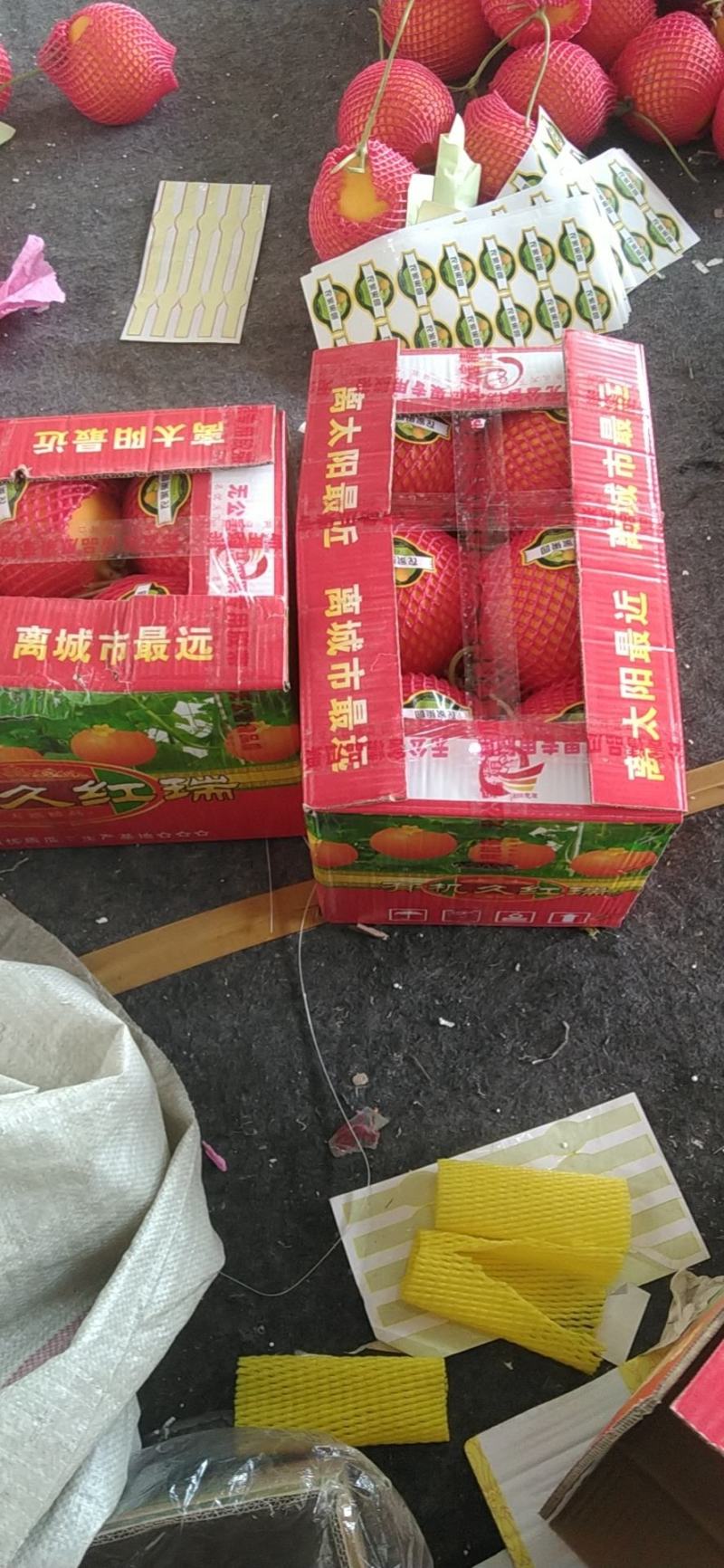 莘县基地久红瑞甜瓜个儿大，色好耐运输，主要是口感很好