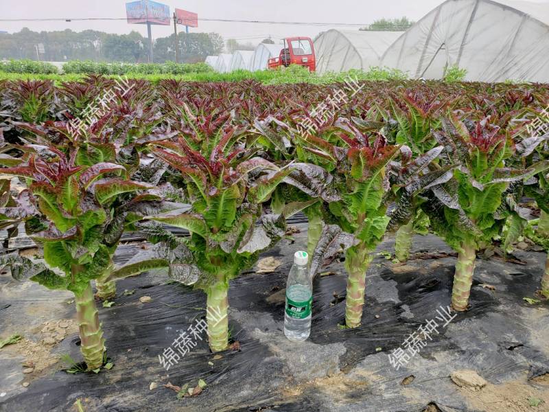 绵蔬/蔬菜种子/高品质香莴笋种子/开门红/10克/袋