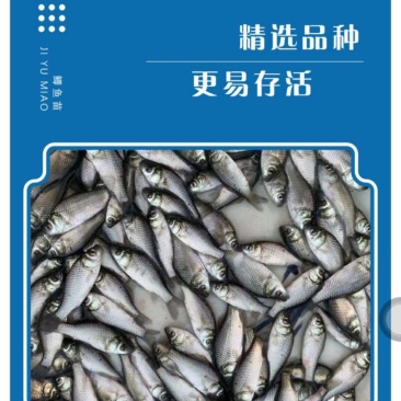 鲫鱼苗工程鲫湘云鲫鱼中科5号好品质易养高产量