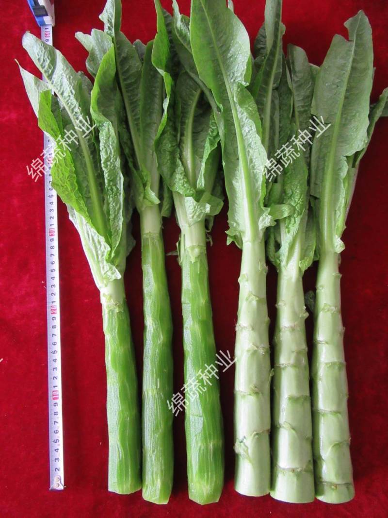 绵蔬青蒄/香莴笋种子/莴苣/蔬菜种子/绵蔬种业/青莴笋