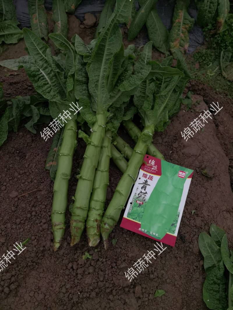绵蔬青蒄/香莴笋种子/莴苣/蔬菜种子/绵蔬种业/青莴笋