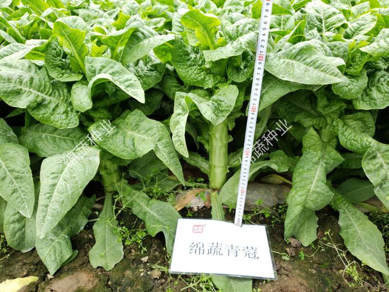 绵蔬青蒄/香莴笋种子/莴苣/蔬菜种子/绵蔬种业/青莴笋