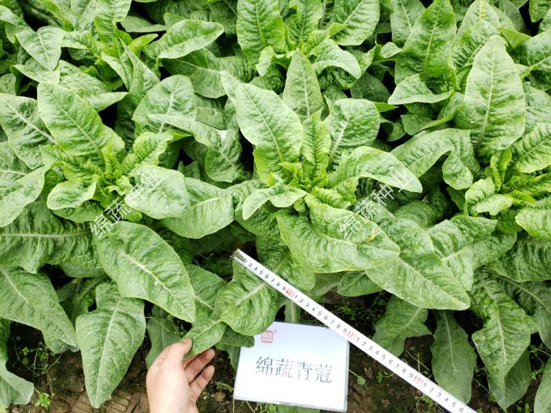 绵蔬青蒄/香莴笋种子/莴苣/蔬菜种子/绵蔬种业/青莴笋