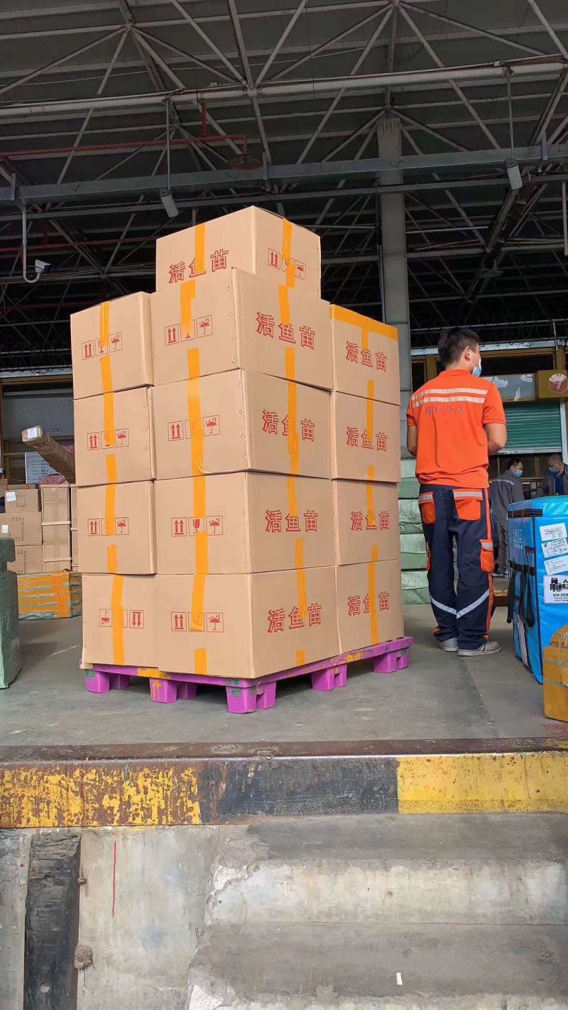 鲫鱼苗工程鲫湘云鲫鱼中科5号好品质易养高产量