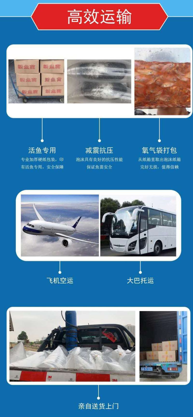 鲫鱼苗工程鲫湘云鲫鱼中科5号好品质易养高产量