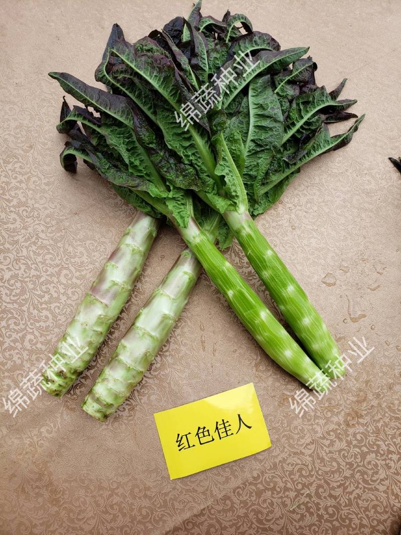 红色佳人香莴笋种子/莴苣/蔬菜种子/绵蔬种业/红尖叶莴笋