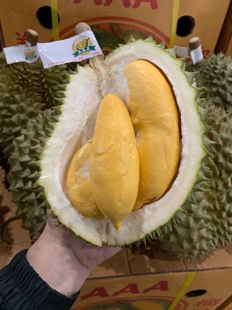 泰国金枕榴莲量大