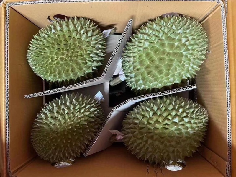 泰国金枕榴莲量大