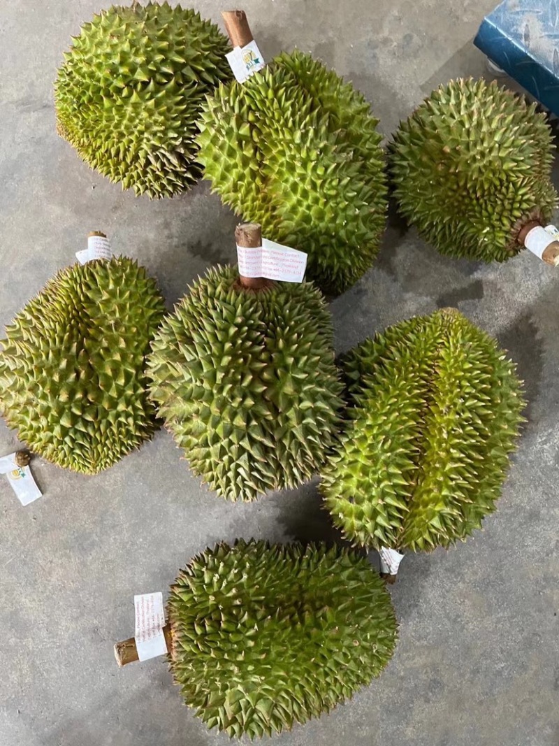泰国金枕榴莲量大