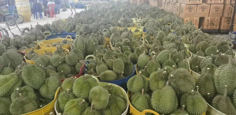 泰国金枕榴莲量大