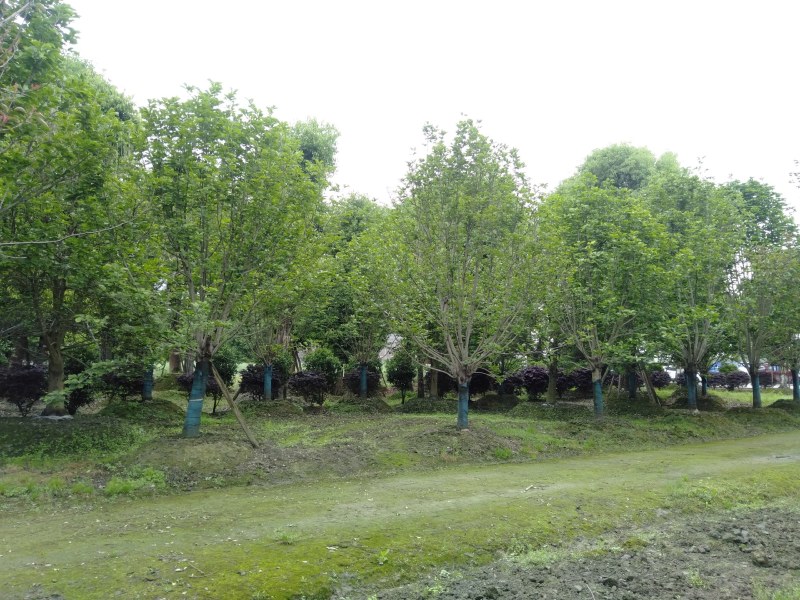 白玉兰，5—20公分白玉兰，四川白玉兰基地直销