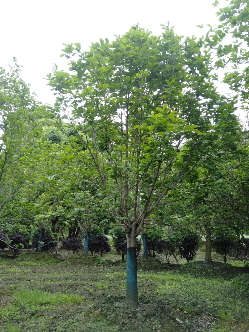 白玉兰，5—20公分白玉兰，四川白玉兰基地直销