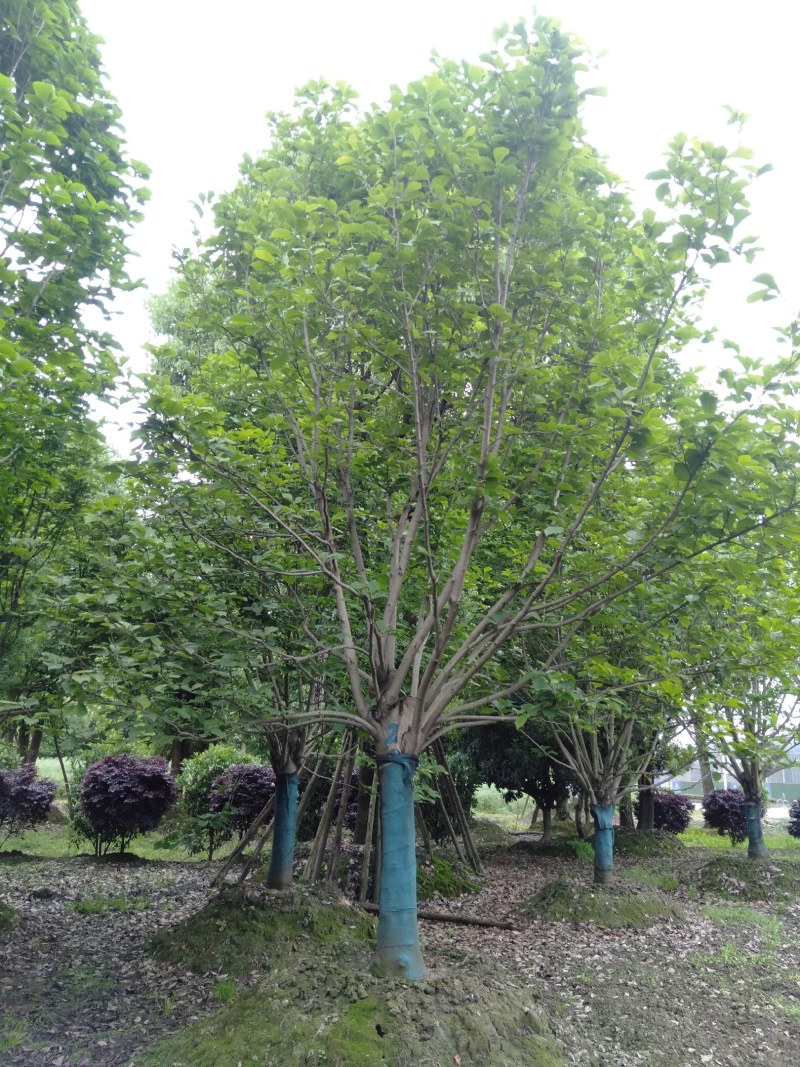 白玉兰，5—20公分白玉兰，四川白玉兰基地直销