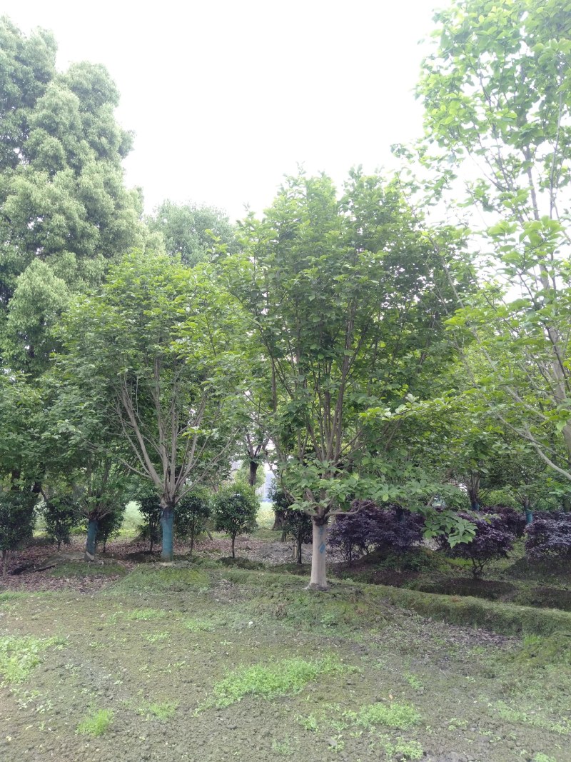 白玉兰，5—20公分白玉兰，四川白玉兰基地直销