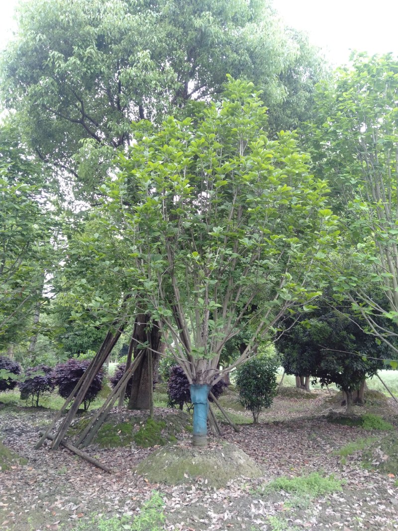 白玉兰，5—20公分白玉兰，四川白玉兰基地直销