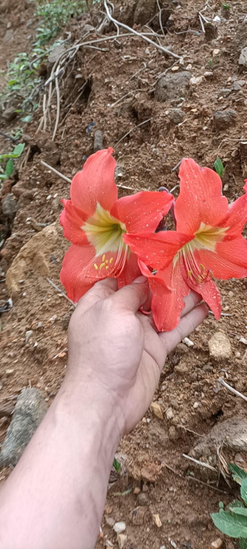 朱顶红