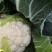 产自海拔1900米的优质花椰菜，空气清新，水源优质。