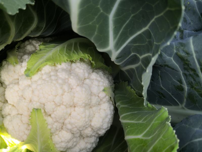 产自海拔1900米的优质花椰菜，空气清新，水源优质。