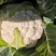 产自海拔1900米的优质花椰菜，空气清新，水源优质。