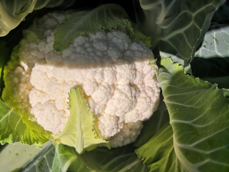 产自海拔1900米的优质花椰菜，空气清新，水源优质。