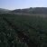 产自海拔1900米的优质花椰菜，空气清新，水源优质。