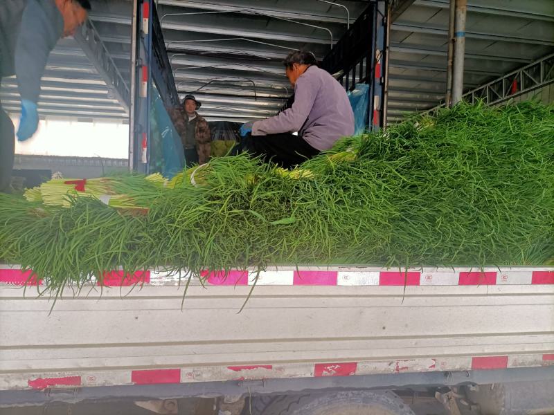 邳州精品小红帽，即将大量上市，适合每一个市场需求