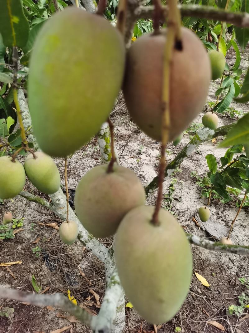 海南三亚台农芒果大/小台一级二级，细皮漂亮货小台芒