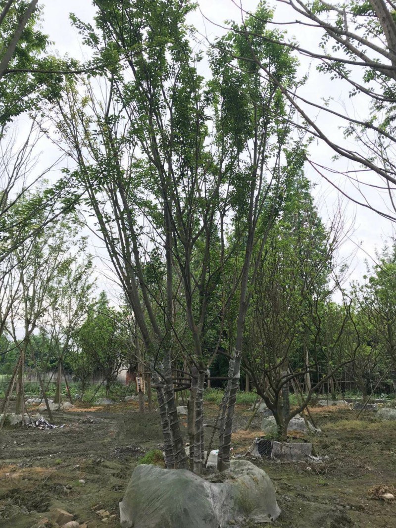 丛生朴树，成都丛生朴树基地，10—25公分丛生朴树