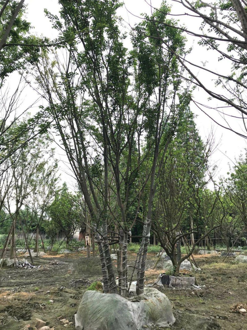 丛生朴树，成都丛生朴树基地，10—25公分丛生朴树