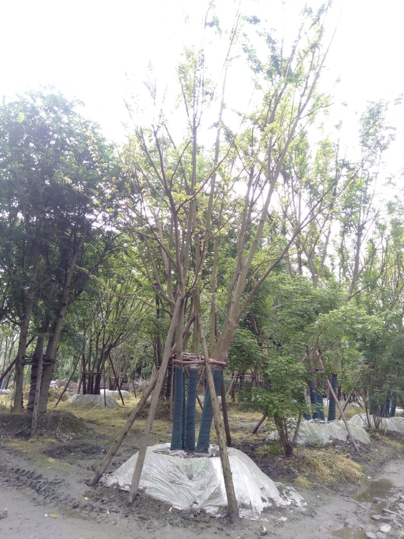 丛生朴树，成都丛生朴树基地，10—25公分丛生朴树