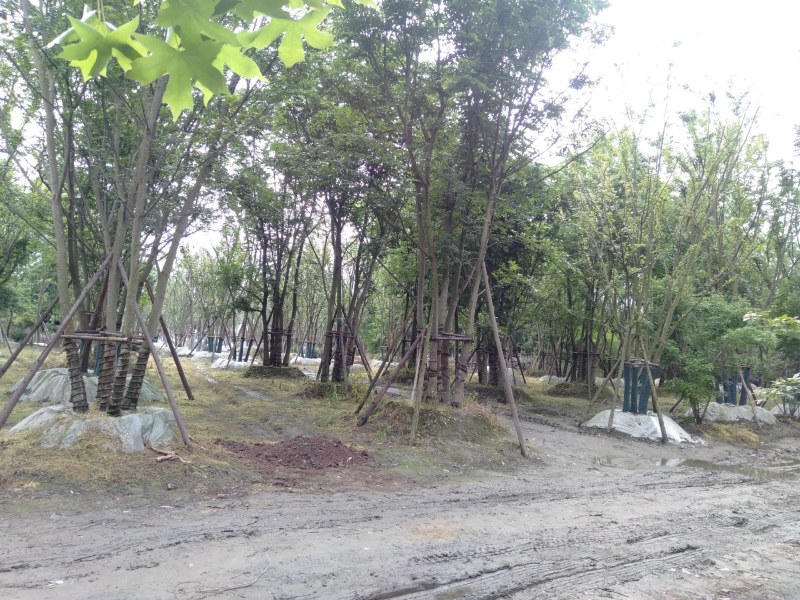 丛生朴树，成都丛生朴树基地，10—25公分丛生朴树