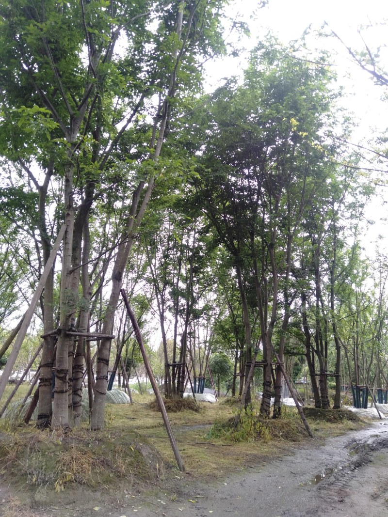 丛生朴树，成都丛生朴树基地，10—25公分丛生朴树