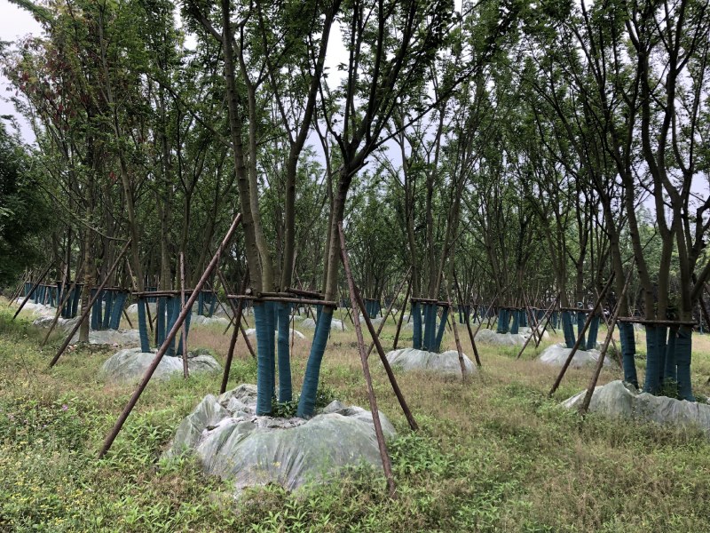 丛生朴树，成都丛生朴树基地，10—25公分丛生朴树