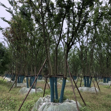 丛生朴树，成都丛生朴树基地，10—25公分丛生朴树