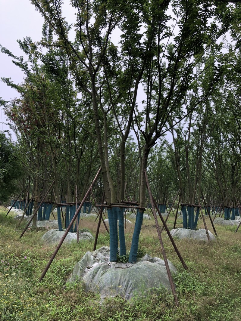 丛生朴树，成都丛生朴树基地，10—25公分丛生朴树