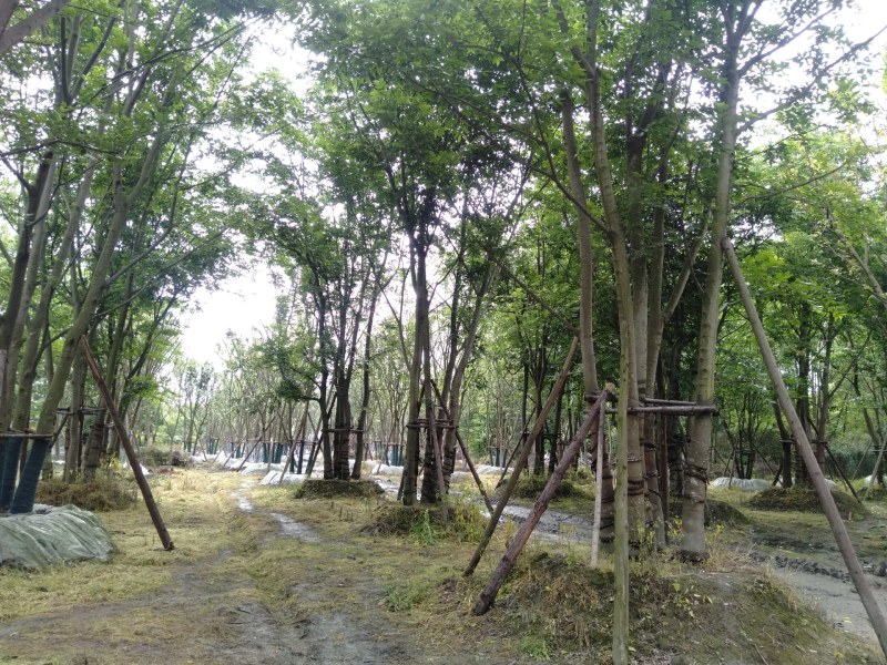 丛生朴树，成都丛生朴树基地，10—25公分丛生朴树