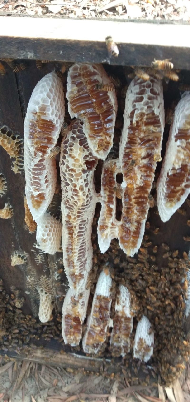 荔枝蜜.龙眼蜜.质优.价廉.