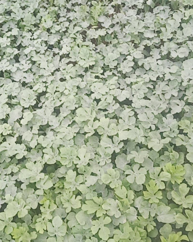 培育西瓜苗甜瓜苗，苗肥苗状品种有，8421龙卷风，冠龙，