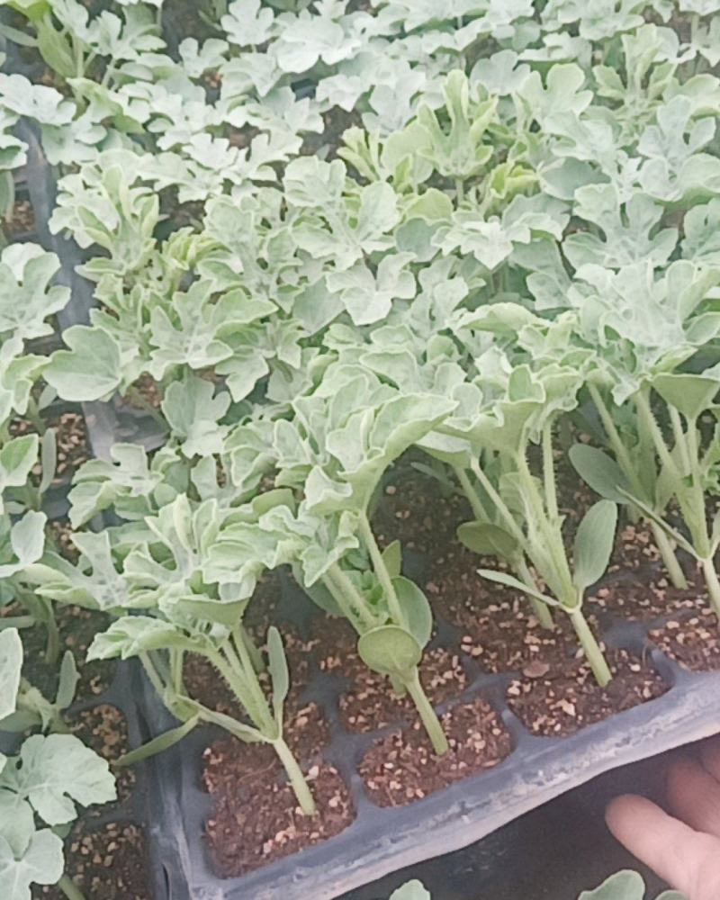培育西瓜苗甜瓜苗，苗肥苗状品种有，8421龙卷风，冠龙，
