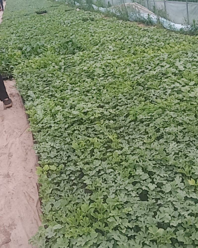 培育西瓜苗甜瓜苗，苗肥苗状品种有，8421龙卷风，冠龙，