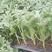 培育西瓜苗甜瓜苗，苗肥苗状品种有，8421龙卷风，冠龙，