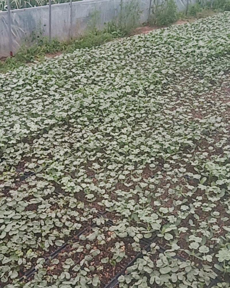培育西瓜苗甜瓜苗，苗肥苗状品种有，8421龙卷风，冠龙，